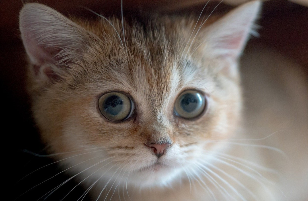 快猫最新网站是什么 快猫最新网址分享